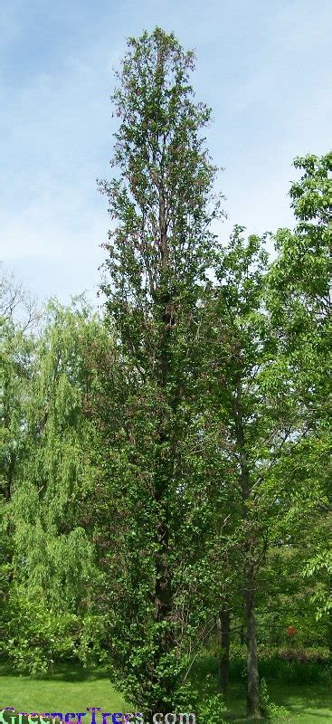 Pyramidal Black Alder Alnus Glutinosa Pyramidalis North American