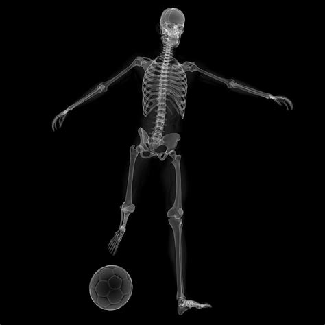 Skeleton Playing Football Photograph By Sciepro Science Photo Library