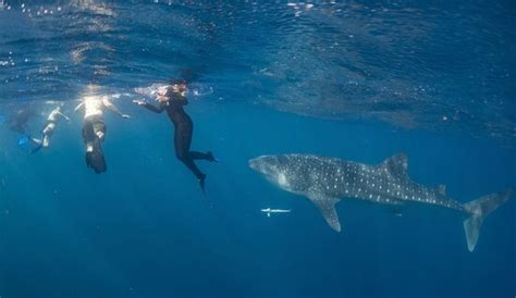 NINGALOO WHALESHARK SWIM Exmouth All You Need To Know BEFORE You Go