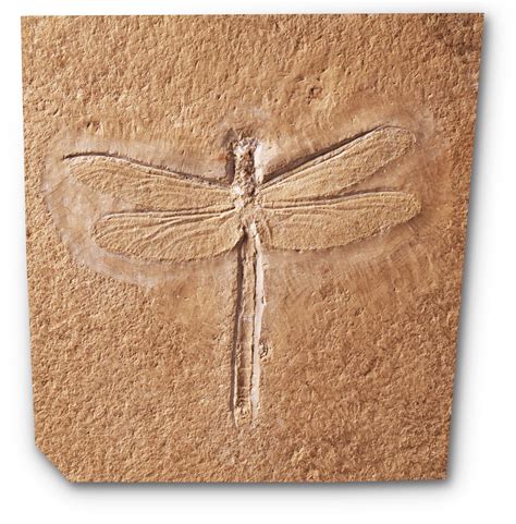 Prehistoric Dragonfly | Ancient Dragonfly | DK Find Out