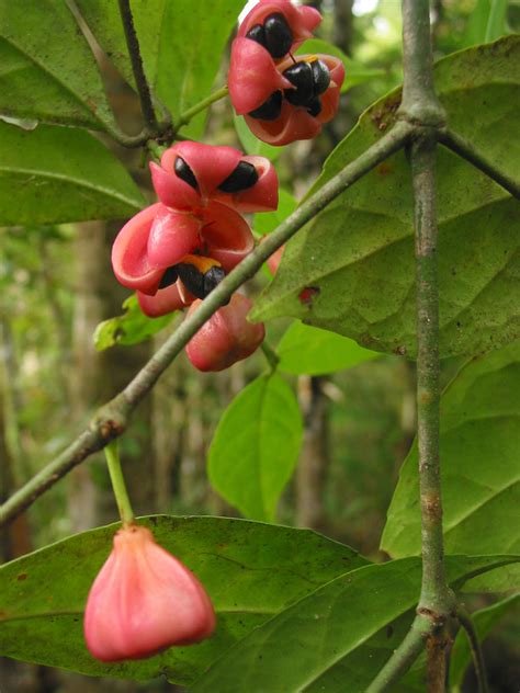 Euonymus Indicus Celastraceae Image At Phytoimages Siu Edu