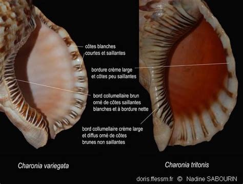 Charonia Tritonis Doris