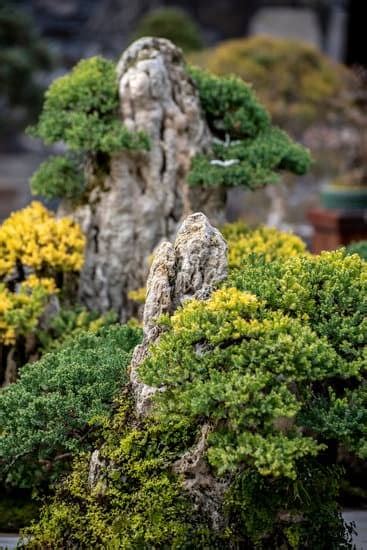 Come Curare Il Bonsai Di Mirto Mondo Bonsai