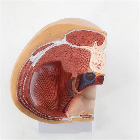 Buy Female Vagina Anatomical Model Female Pelvic Section Model Life