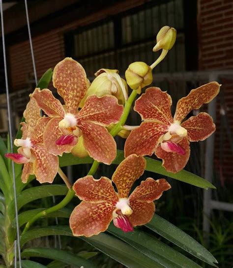 Kt V Pimsai X Tessellata Kultana Orchids