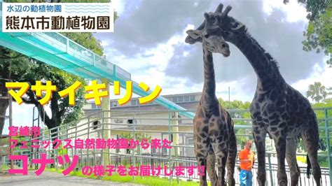 【マサイキリン】宮崎市フェニックス自然動物園から来た”コナツ”の様子をお届けします！ Youtube