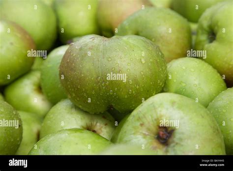 Malus Sorten Uk Stockfotos Und Bilder Kaufen Alamy