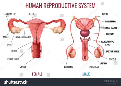 Blank Diagram Of The Male And Female Reproductive Systems Re