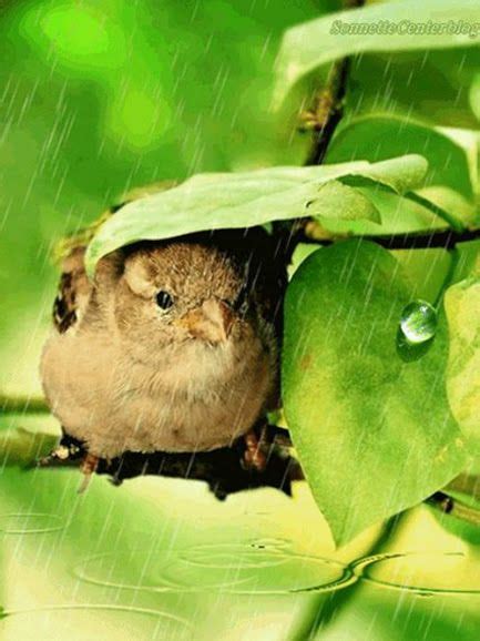 Little Bird This Is Some Rain Shower When A Storm Is Coming All