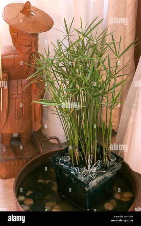 Cyperus in water, Cyperus alternifolius Stock Photo - Alamy