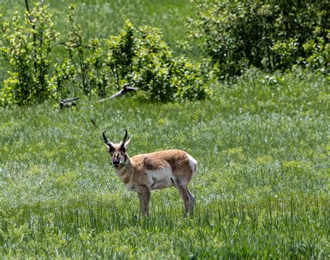 inside carolina forums 4