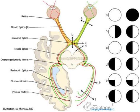 Nervio Óptico II PAR Nerve Anatomy Human Anatomy Eye Anatomy