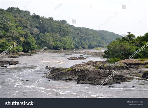 95 Drc Rainforest Images, Stock Photos & Vectors | Shutterstock