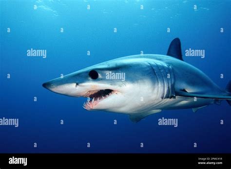 Shortfin Mako Isurus Oxyrinchus Teeth Hi Res Stock Photography And