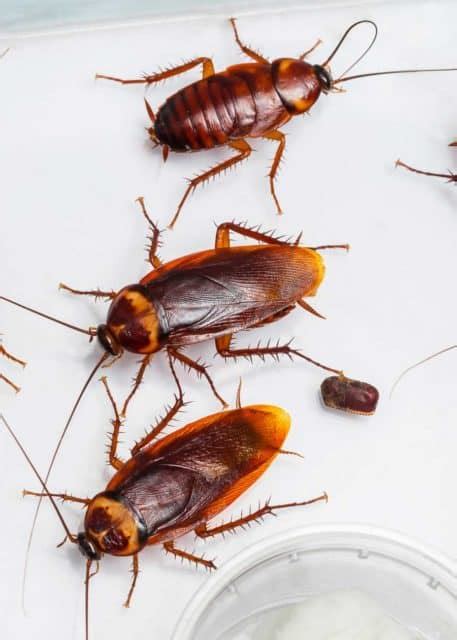 Cockroach Eggs: Homeowner Guide (16 Things: Size, Appearance, Hatch ...