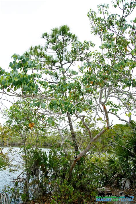 Poisonwood Tree – Imagine Our Florida, Inc