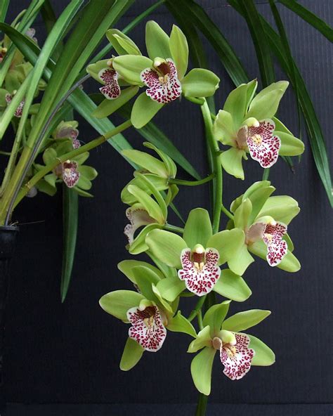 Autumn Orchid Show - District Gazette