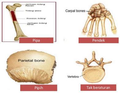 Bentuk Bentuk Tulang Pada Manusia