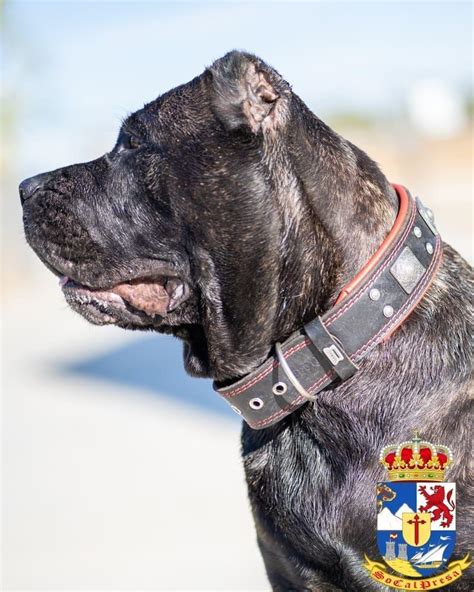 The Perro De Presa Canario In Alabama Socalpresa Your Trusted Breeder