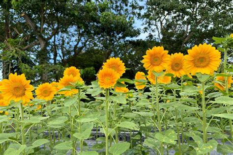 La Forma Correcta De Plantar Girasoles Mi Diario De Campo