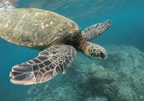 Snorkeling Oahu: 3 Incredible Facts To Know