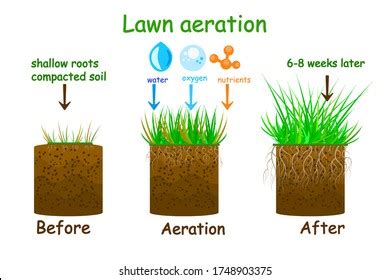 Lawn Aeration Stage Illustration Before After Stock Vector (Royalty ...