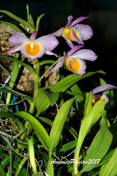 Orquídeas Soltas Dendrobium Loddigesii