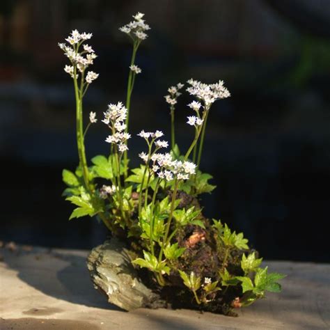 My favorite Kusamono... but what is it?