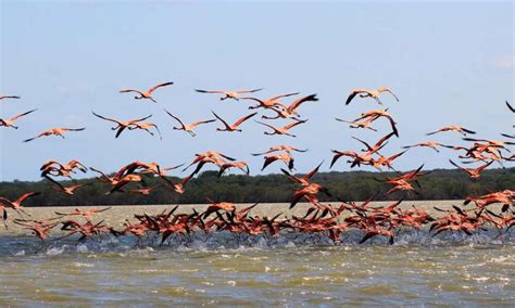 Explorar La Belleza Natural Del Santuario De Fauna Y Flora Los