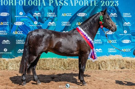 Chapecó passaporteia oito exemplares rumo à Morfologia da Expointer 2023