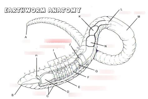 Earthworm Diagram And Functions Earthworm Anatomy