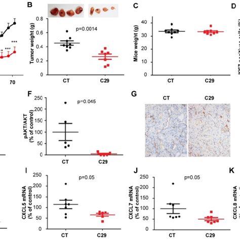 In Vivo Mouse Hnscc Xenograft Experiments One Million Cal33 Cells Were