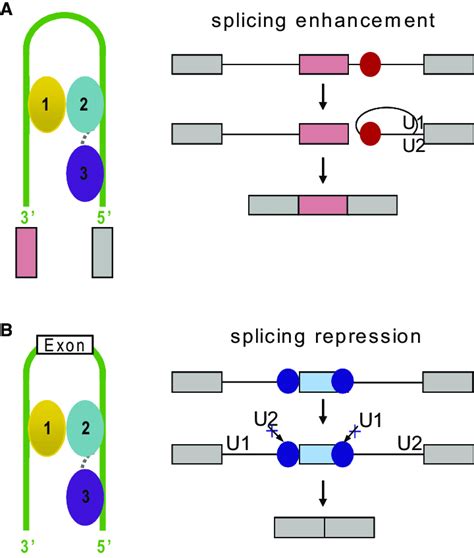 Models Of Rna Looping Induced By Nova Kh Domains Binding To Splicing