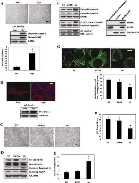 Figure From Suppression Of Gsk Activation By M Cadherin Protects