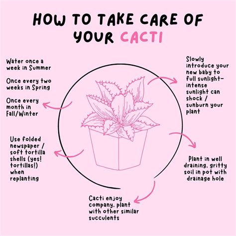 How To Take Care Of Succulents Crazyscreen21