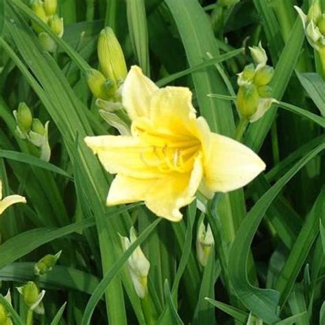 6x Daglelie Hemerocallis Lilioasphodelus Pot 9x9cm Bol