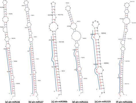 Stem Loop Hairpin Structures Of Randomly Selected A Indica MiRNAs A