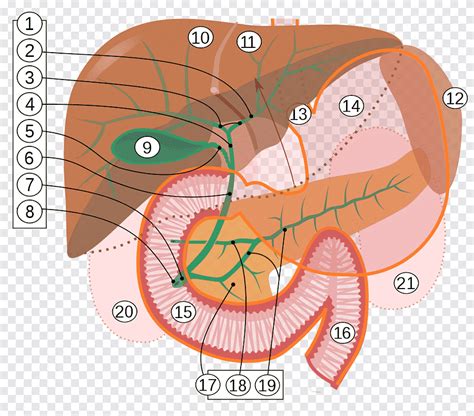 Digest O Lip Dica Gordura Biliar Lipase F Gado Diversos Ngulo Png