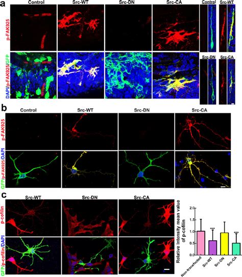 Activition Of Fak And Cofilin In Src Wt And Src Ca Transfected Neurons