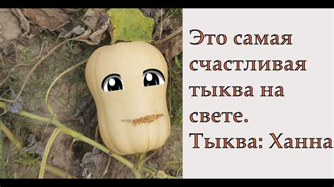 Честный обзор. Тыква Ханна или настоящий ад для фермера - YouTube