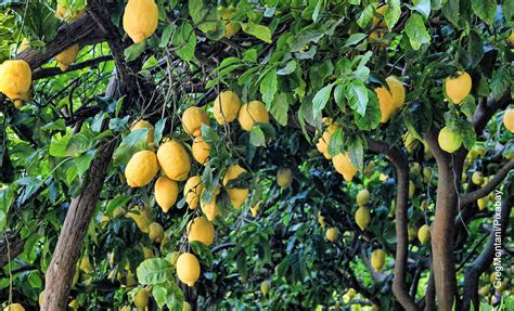 Limonero En Maceta Cuidados Para Su Mantenimiento Vibra