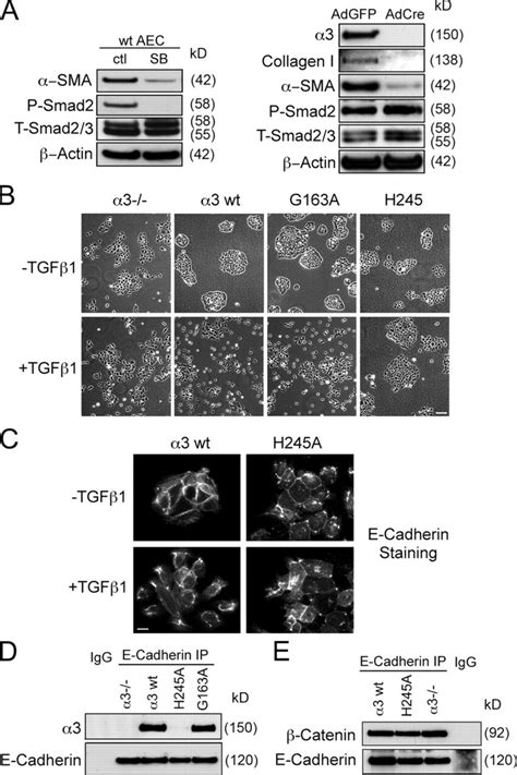 TGF β1 responses correlate with α3β1 association with E cadherin but