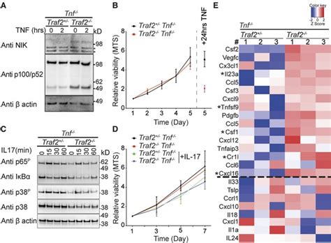 TRAF2 regulates TNF and NF-κB signalling to suppress apoptosis and skin ... 