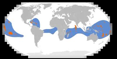 White-Tailed Tropicbird - Facts, Diet, Habitat & Pictures on Animalia.bio