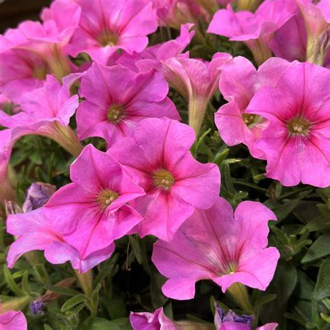 Petunia Potunia Spun Sugar Petunia Garden Center Marketing