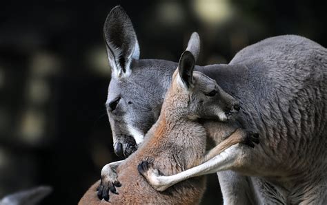 50 Hình Nền Chuột Túi Kangaroo đẹp Và Dễ Thương