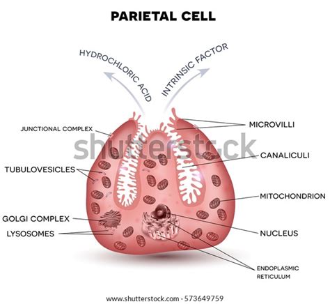 360 Parietal Cell Images, Stock Photos & Vectors | Shutterstock