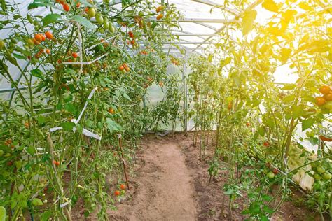 Growing Tomatoes in the Greenhouse