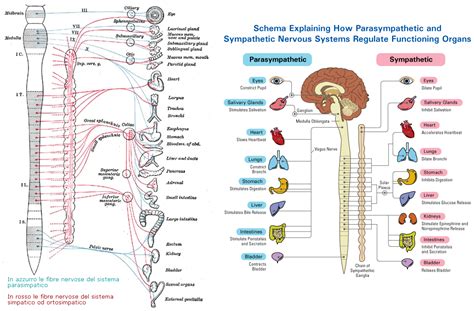 Facciamoscienza Sistema Nervoso Schema Dei Nervi