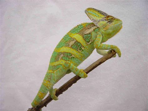 lizard – Aletha Kuschan's Weblog